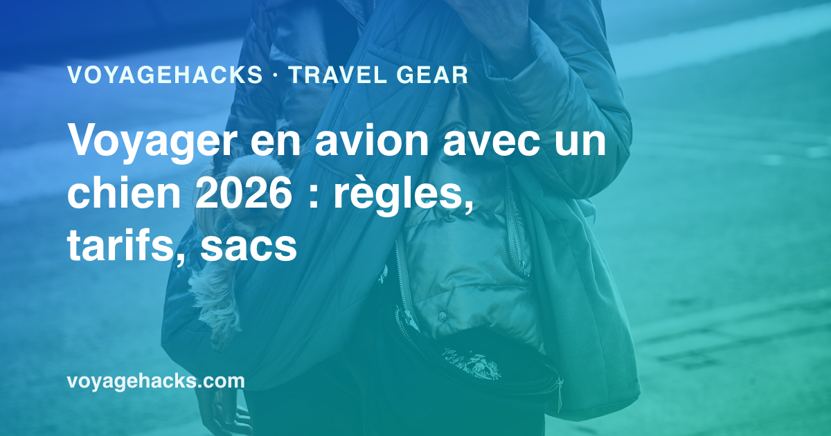 Petit chien qui regarde depuis un sac de transport souple