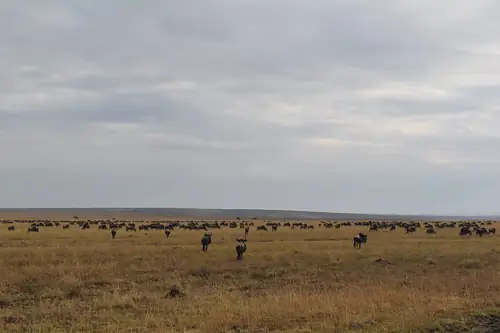 Maasai Mara