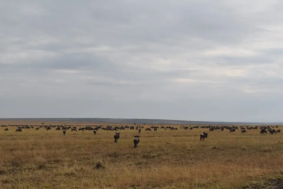 Maasai Mara