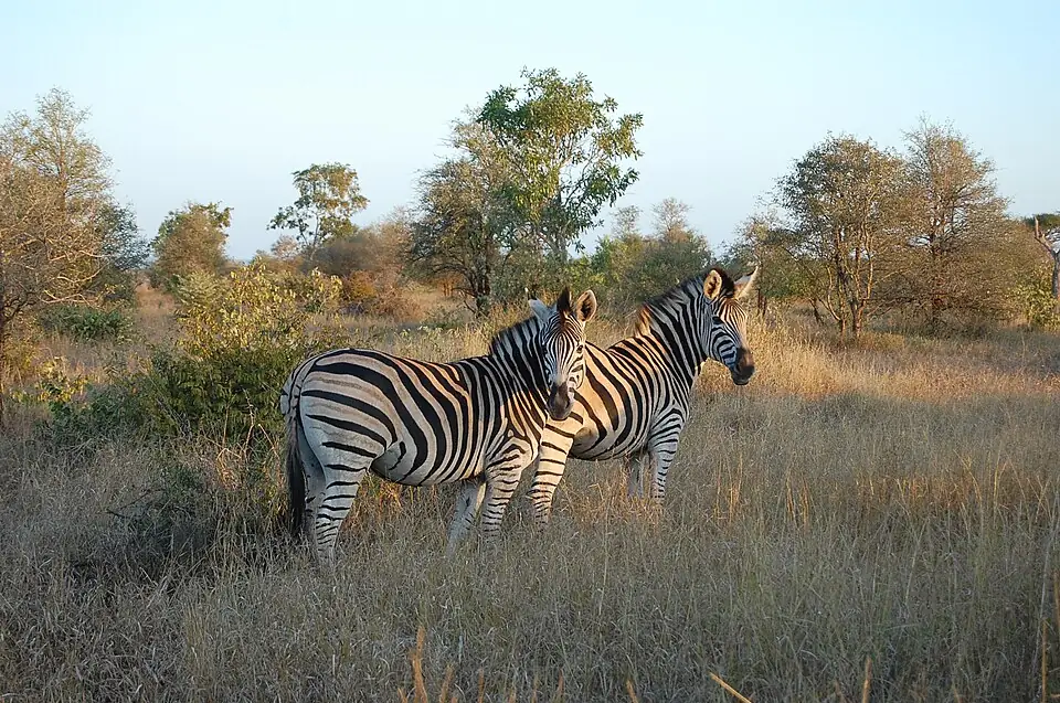 Kruger